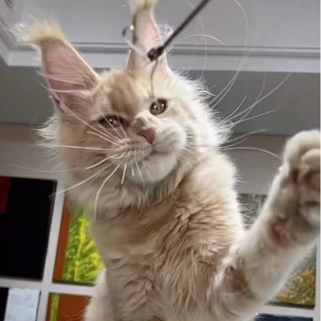 【B哥爱缅因猫】活体猫咪