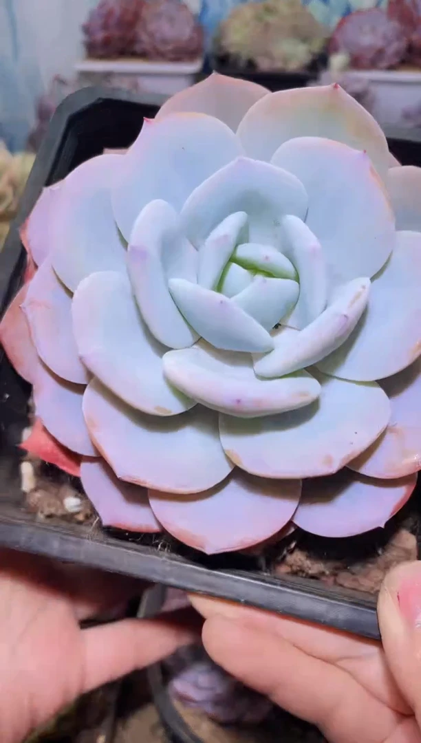 【闪购商品】226奶茶多肉