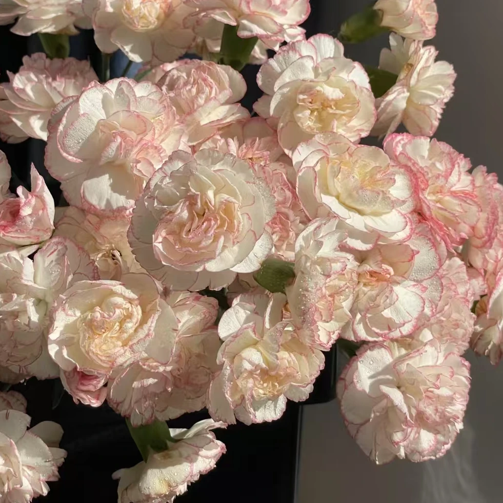 【一品花集】【小白菜】多头康乃馨20支