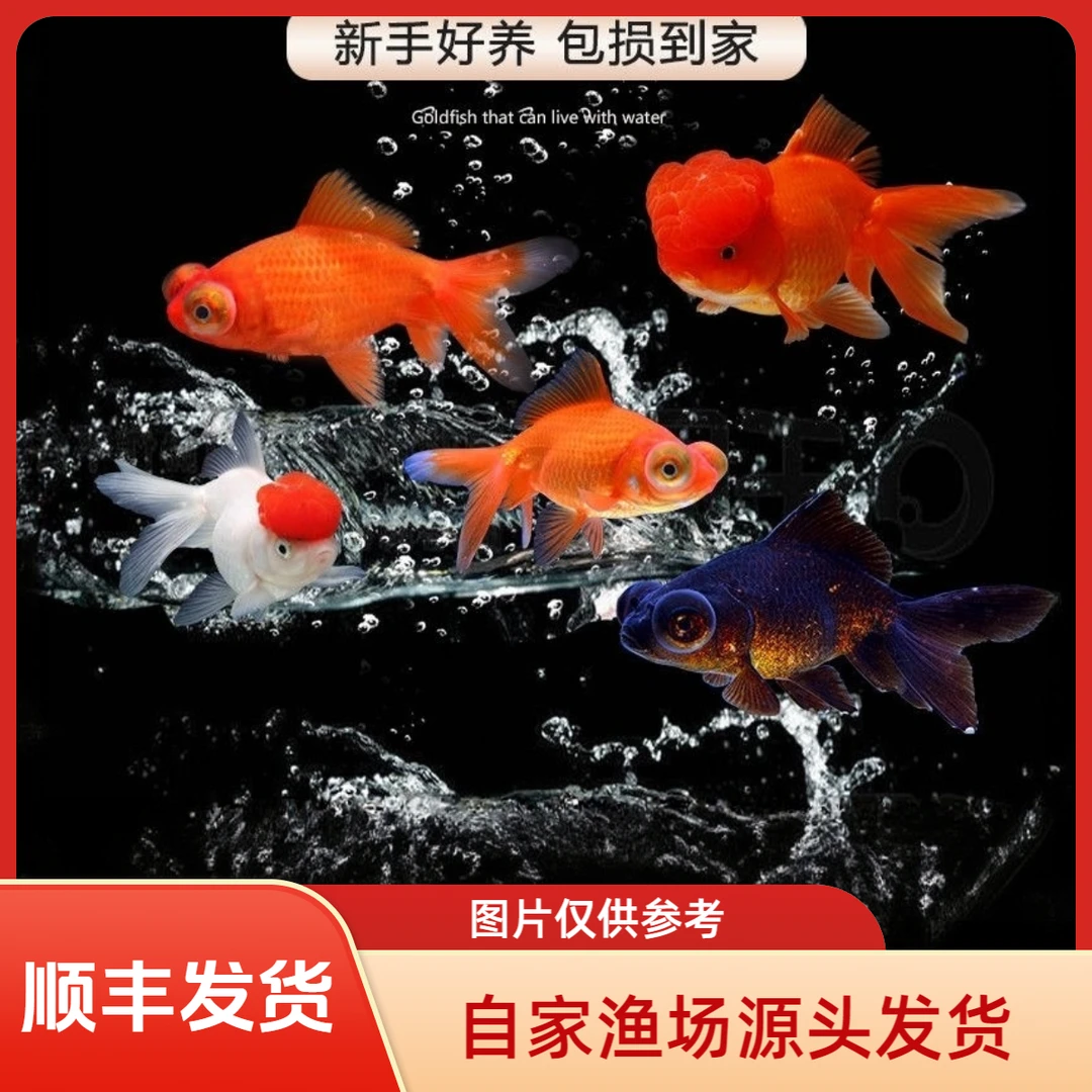 【顺丰发货】超大尺寸国粹金鱼耐活好养冷水鱼淡水鱼南方北方都能养