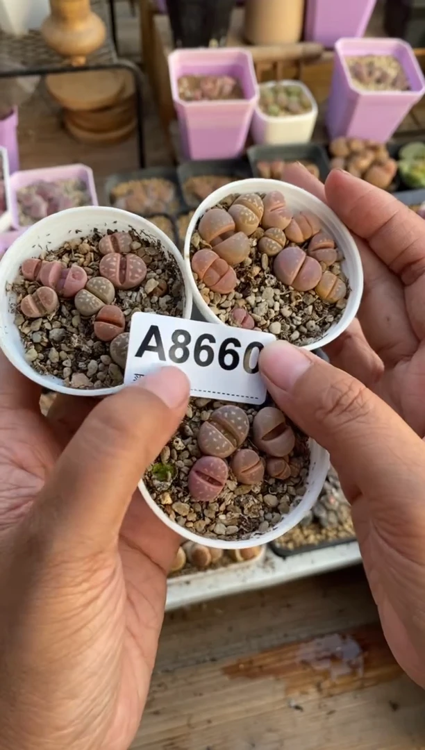 【闪购商品】8660直播一物一拍