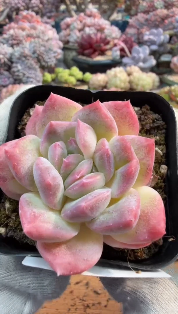 东云多肉园二店- 585