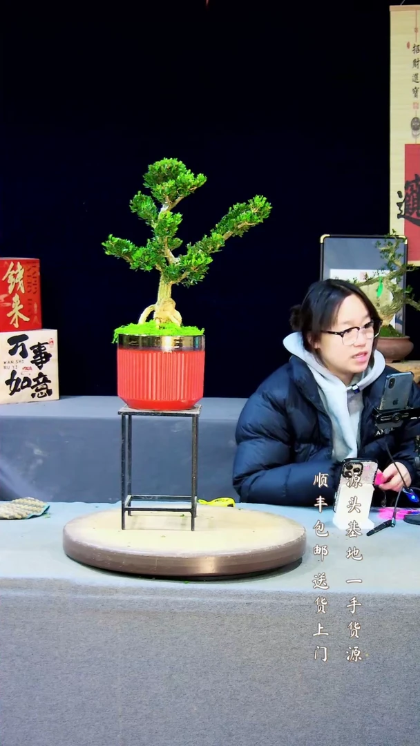 【闪购商品】雀舌黄杨盆景雀舌黄杨盆景