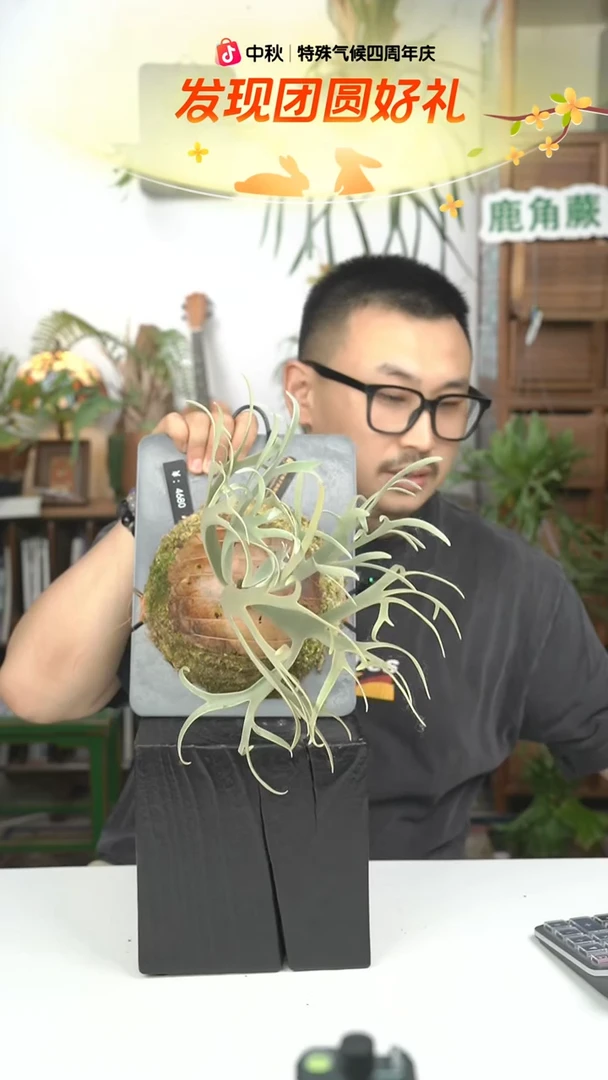 不开花植物A007-黄月孢子苗侏儒特选