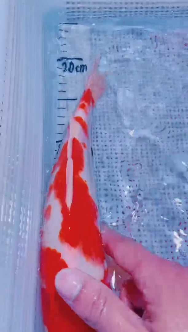 锦鲤血统锦鲤全场包邮88