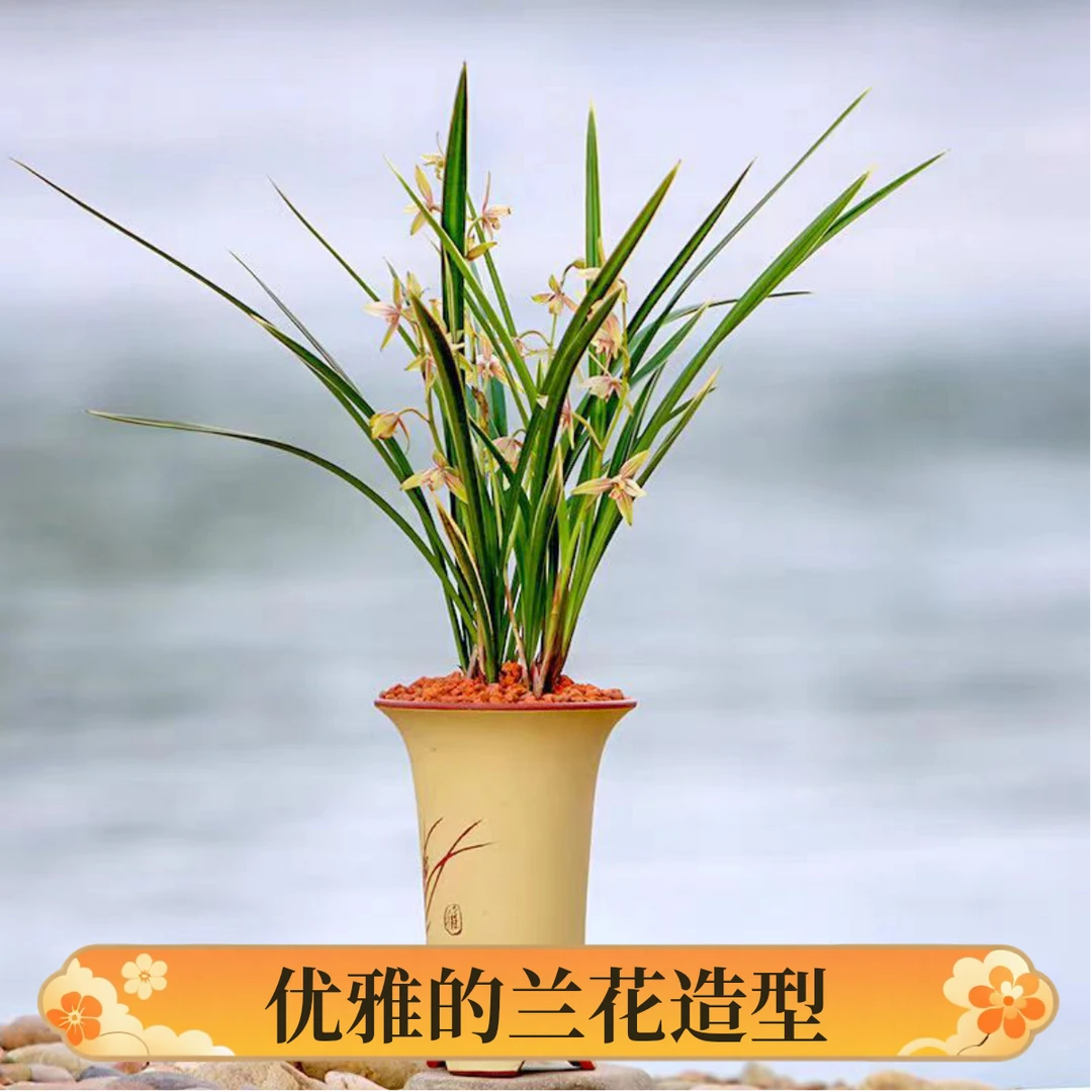 兰花黄金彩虹四季兰建兰室内外客厅盆栽绿植物花卉好养易开花