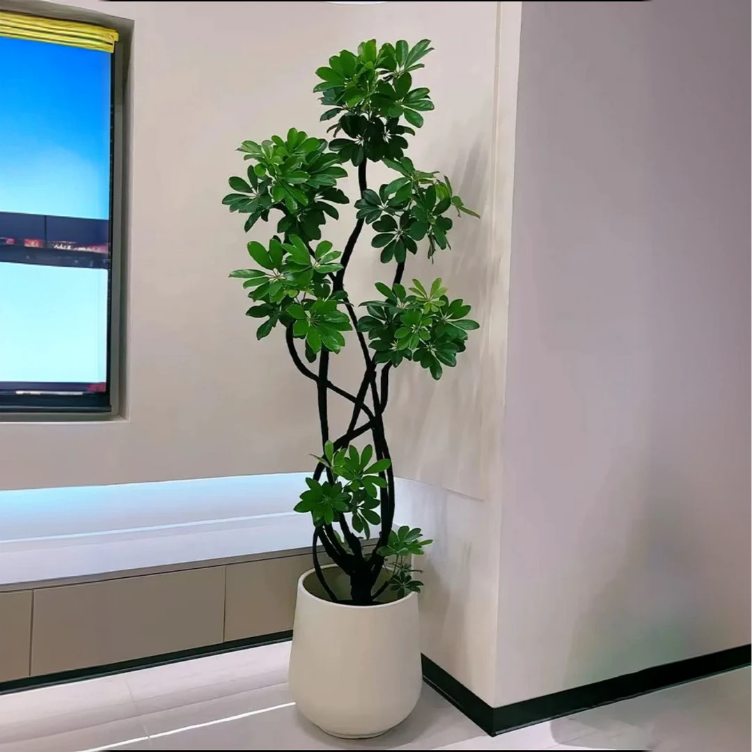 【顺丰包邮】6头造型鸭脚木室内客厅盆栽净化空气懒人四季常青好养