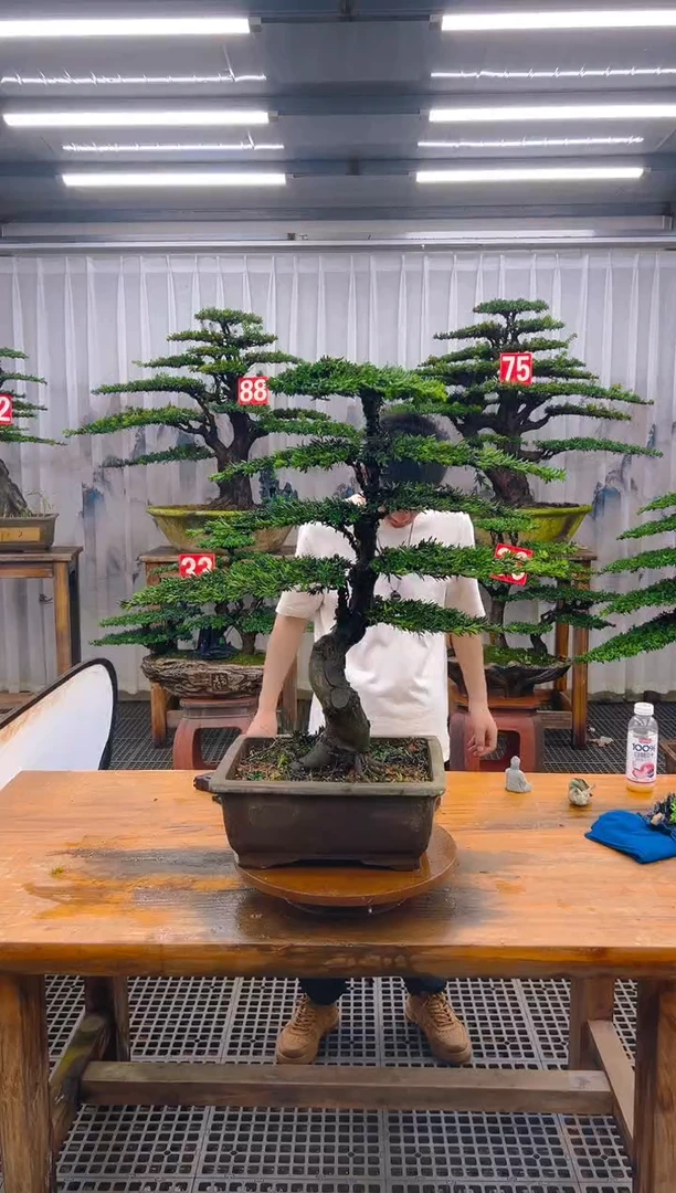 无花朵精品盆景直播间一物一拍