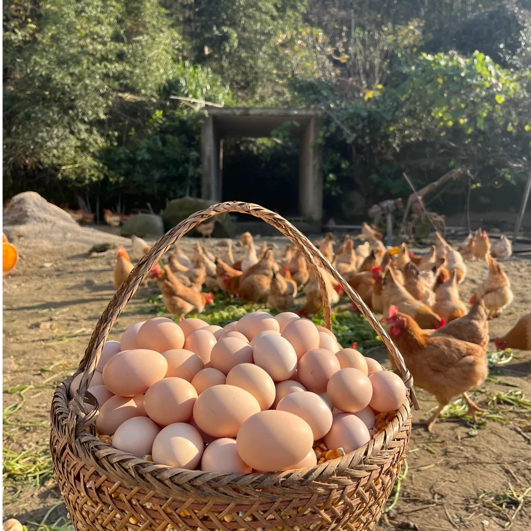 【30枚赠20土鸡蛋】农家散养新鲜现捡现发营养丰富柴鸡蛋学生早餐