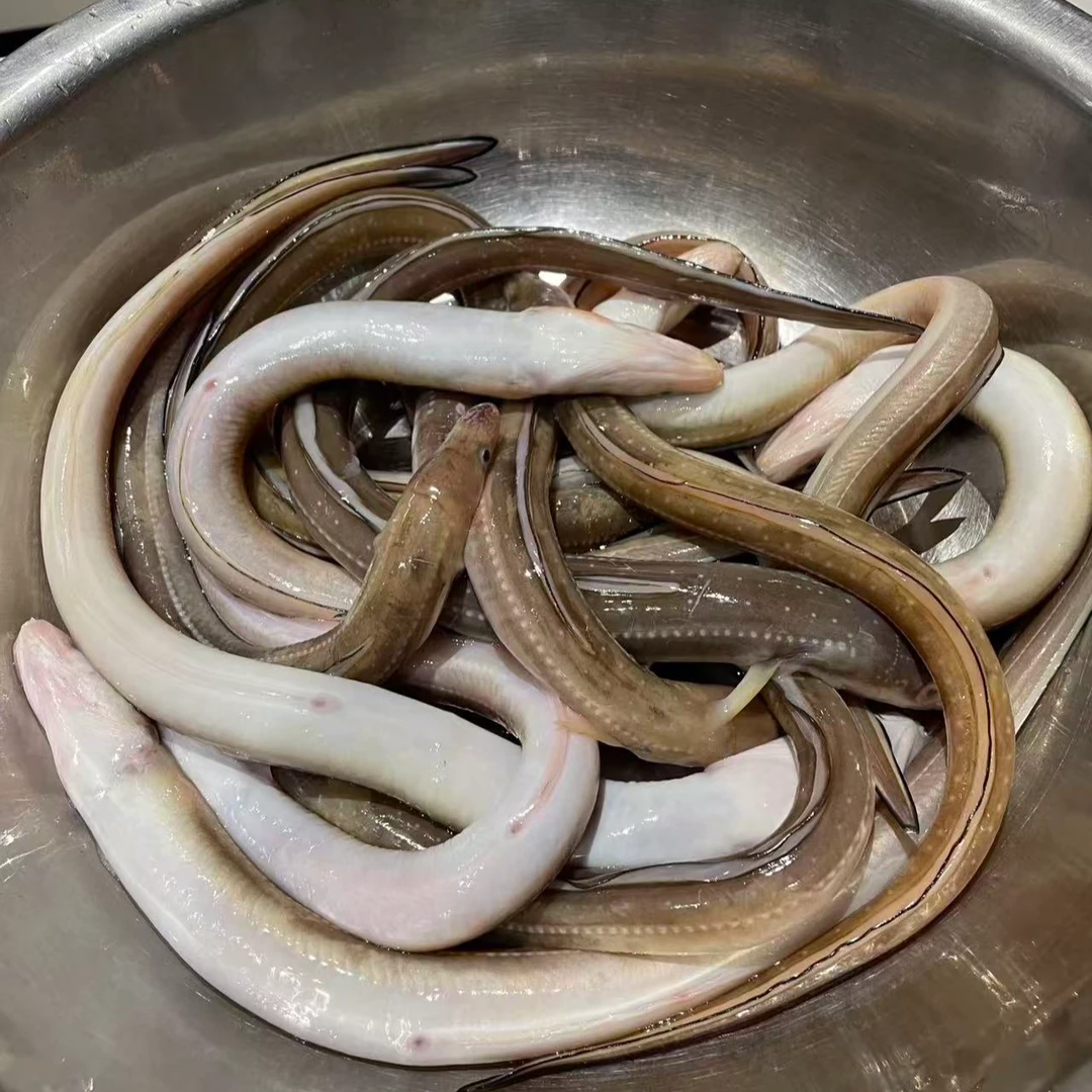 日照野生海捕鳗鱼七星鳗（顺丰冷链包邮）