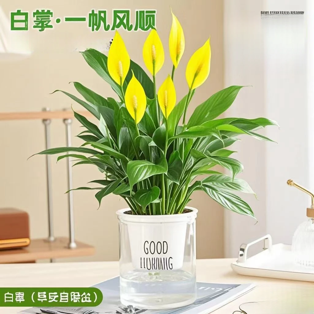 多色白掌盆栽室内绿植花卉水培植物四季易活吸除甲醛好养一帆风顺
