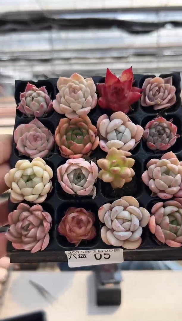 【闪购商品】穴盘苗-5