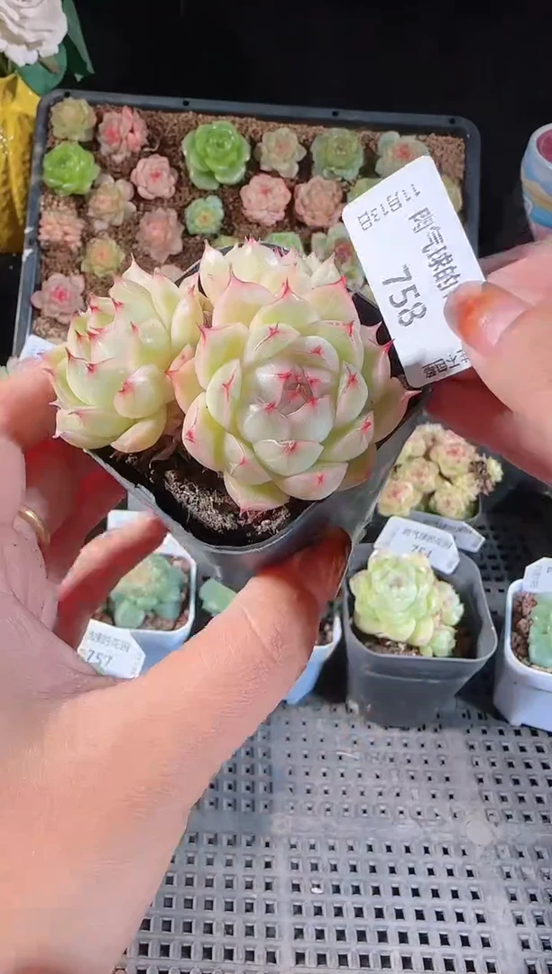 1113-758群生不包整