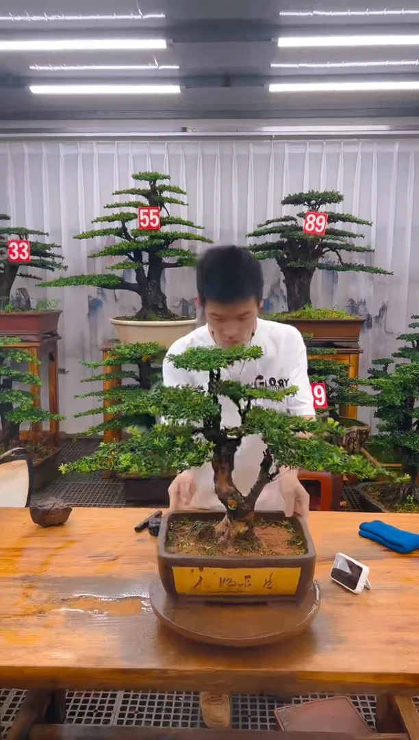 无花朵精品盆景直播间一物一拍