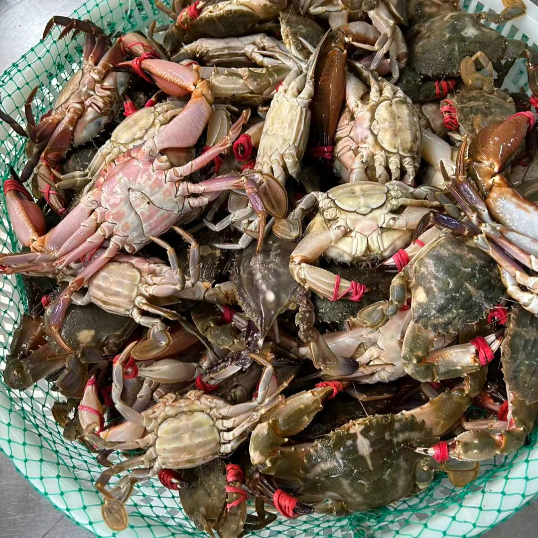 【直播间福利】花盖赤甲红2-3两左右/只/斤【保鲜不保活】不保腿全