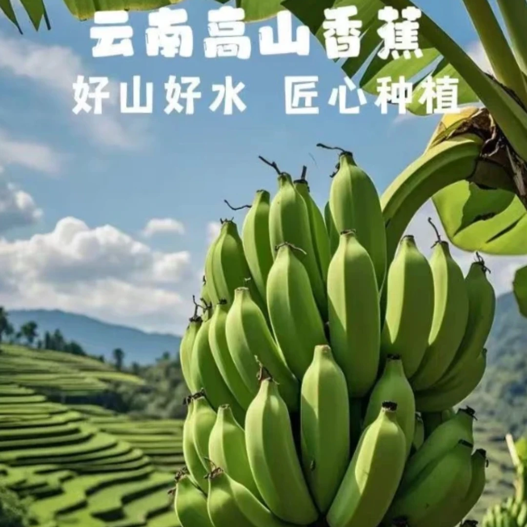 新鲜现摘香甜软糯云南高原阳光香蕉【3斤】