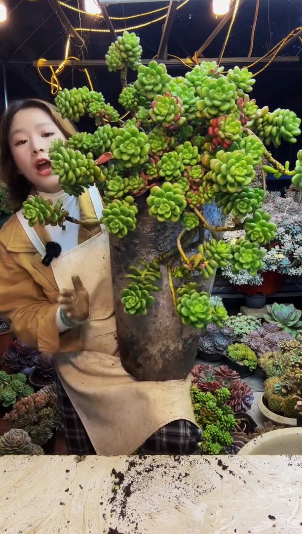 特大香格里拉脱土包邮