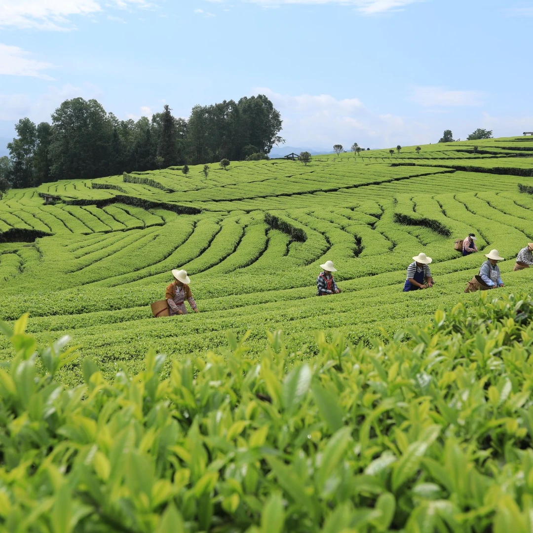 腾冲上古茶业（红茶）
