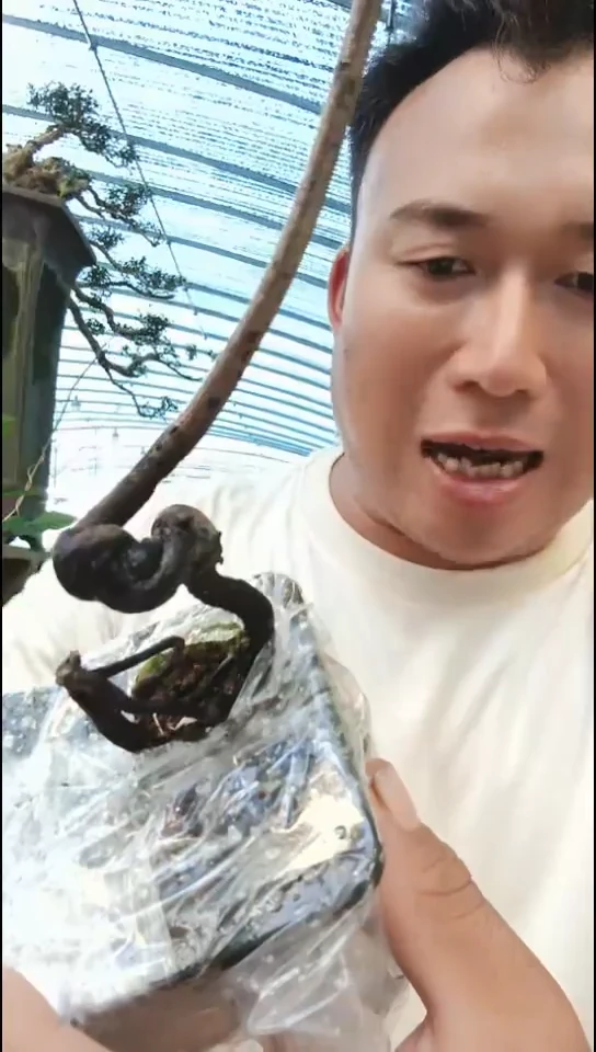 无花朵金***树老鸦柿