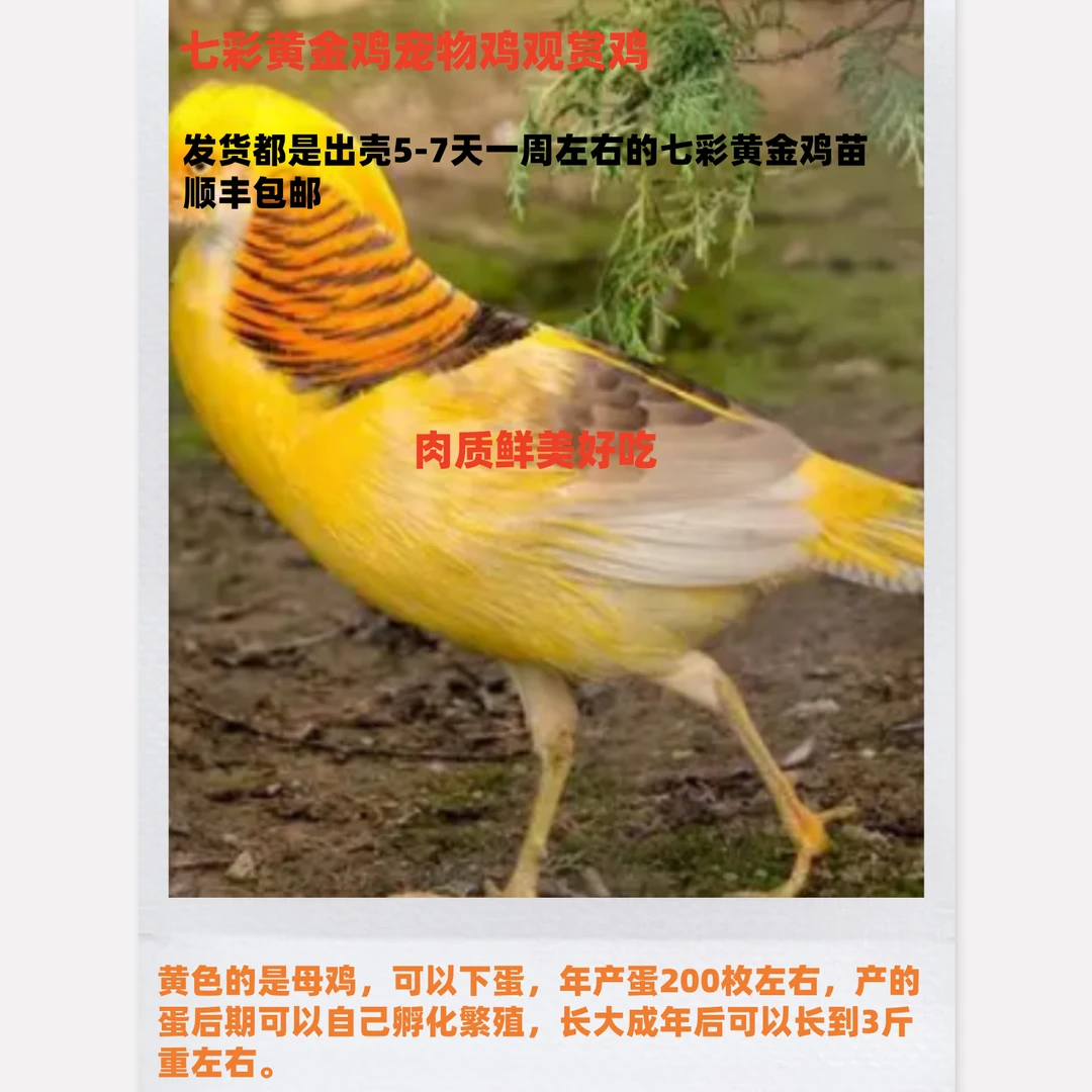 出壳一周七彩黄金鸡长尾鸡宠物观赏鸡顺丰包邮