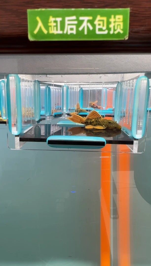 清道夫号 600入缸不包损 录制完整开箱 厘米