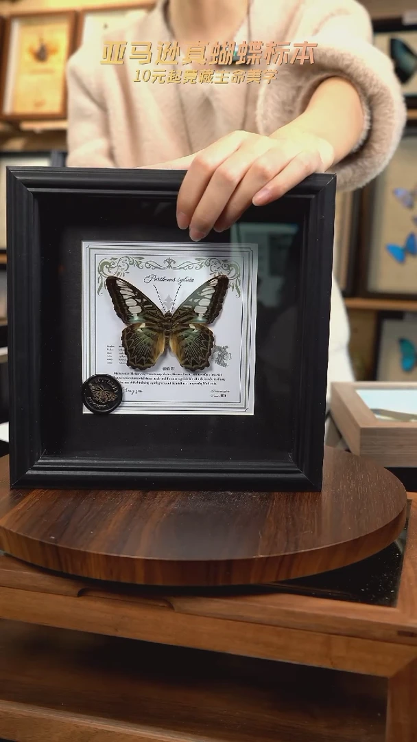 丽蛱蝶盲盒版7寸欧式方框