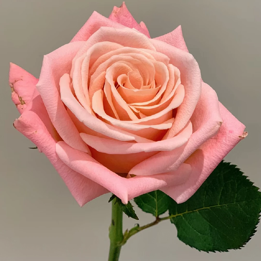 【朱小姐】独棵老桩切花玫瑰好养护花卉绿植盆栽月季四季开花