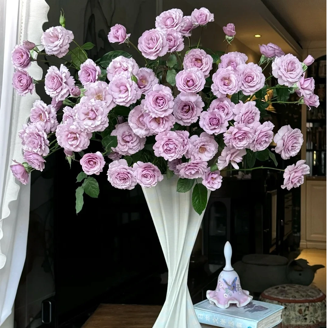 紫罗裙【浓香多头】开放度较高，该品不耐运输，烦请凑单升级快递