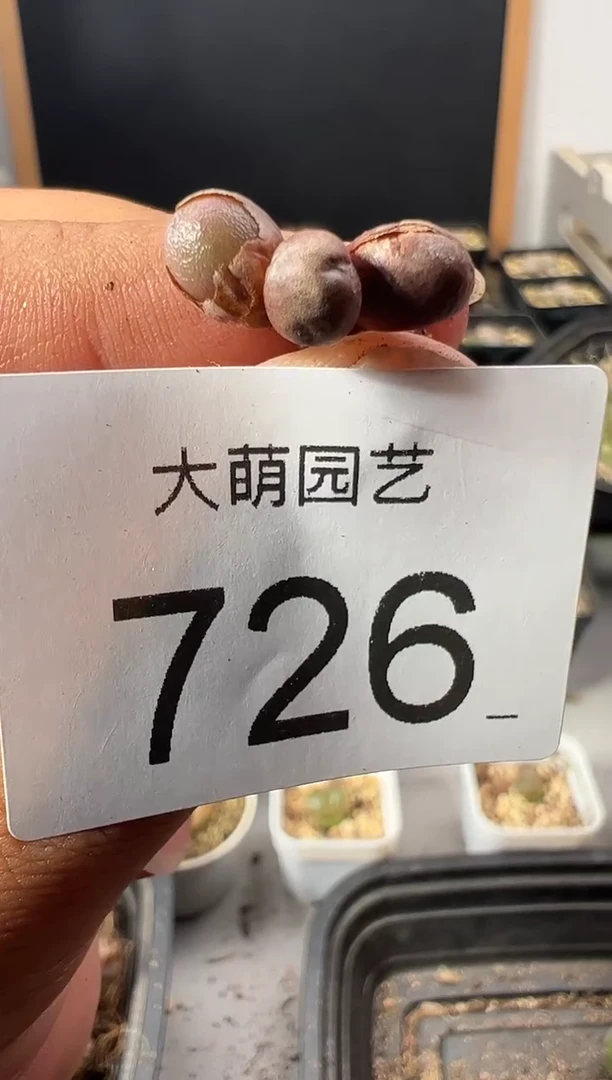 一物一拍         726