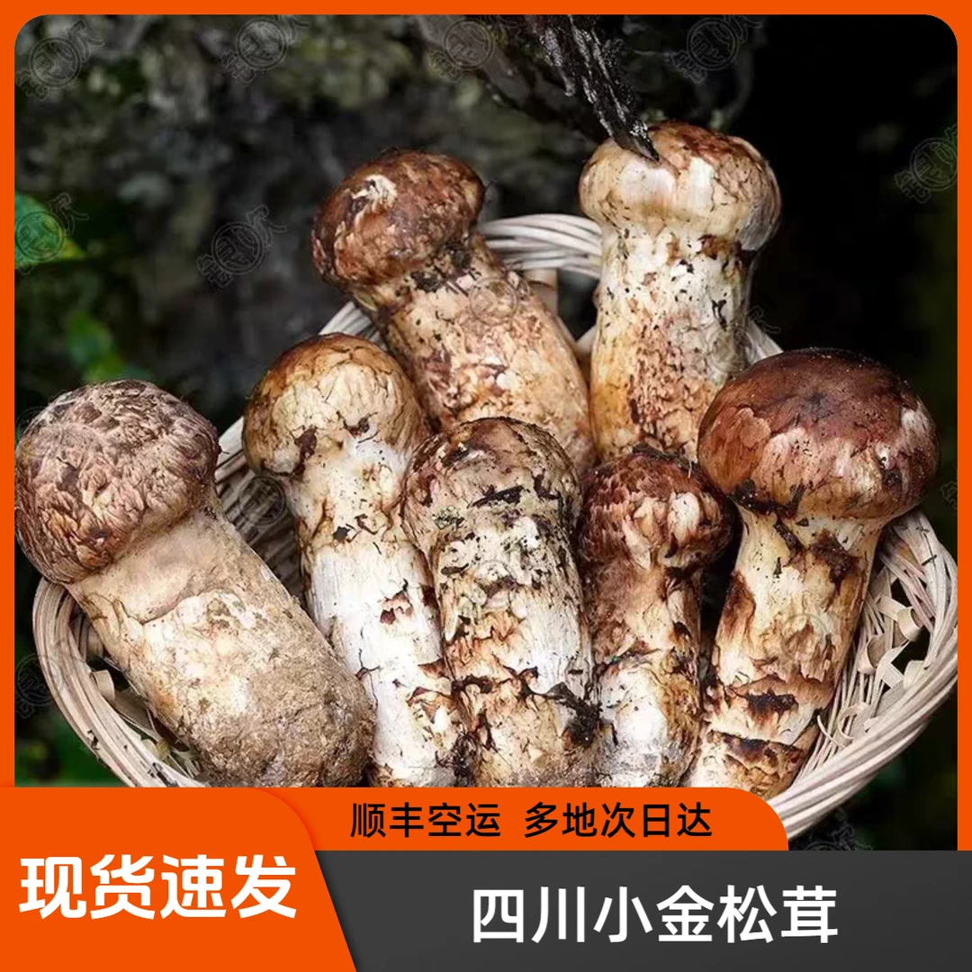 现货现发四川阿坝小金野生新鲜松茸出口级松茸云南松茸炖汤泡酒