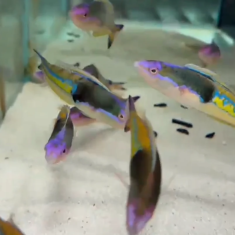 三色铅笔龙隆头鱼龙头鱼热带海洋观赏鱼青龙黄龙黄花龙