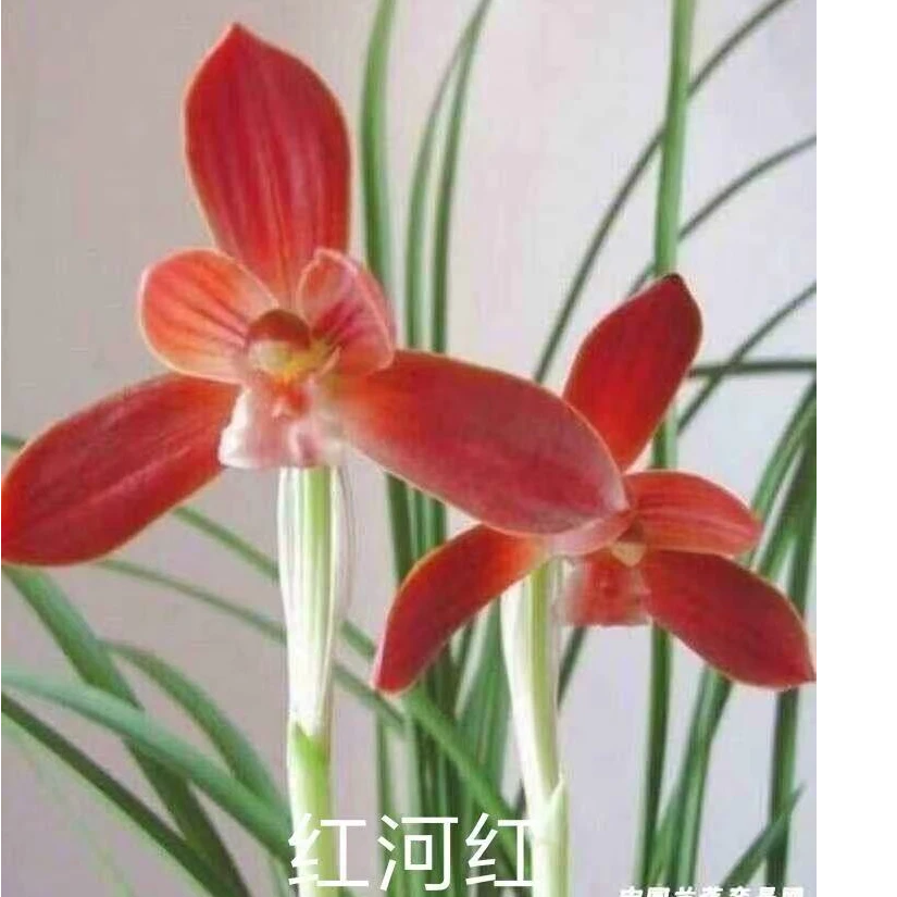 春兰【红河红】花期12-3月份