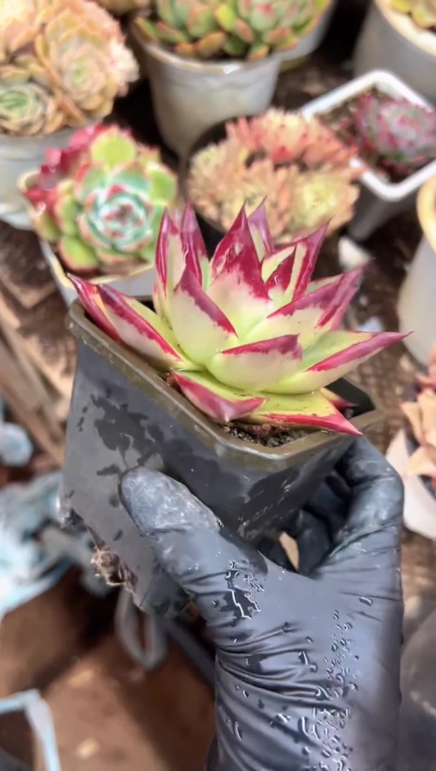 ?**?多肉植物一物一拍24433