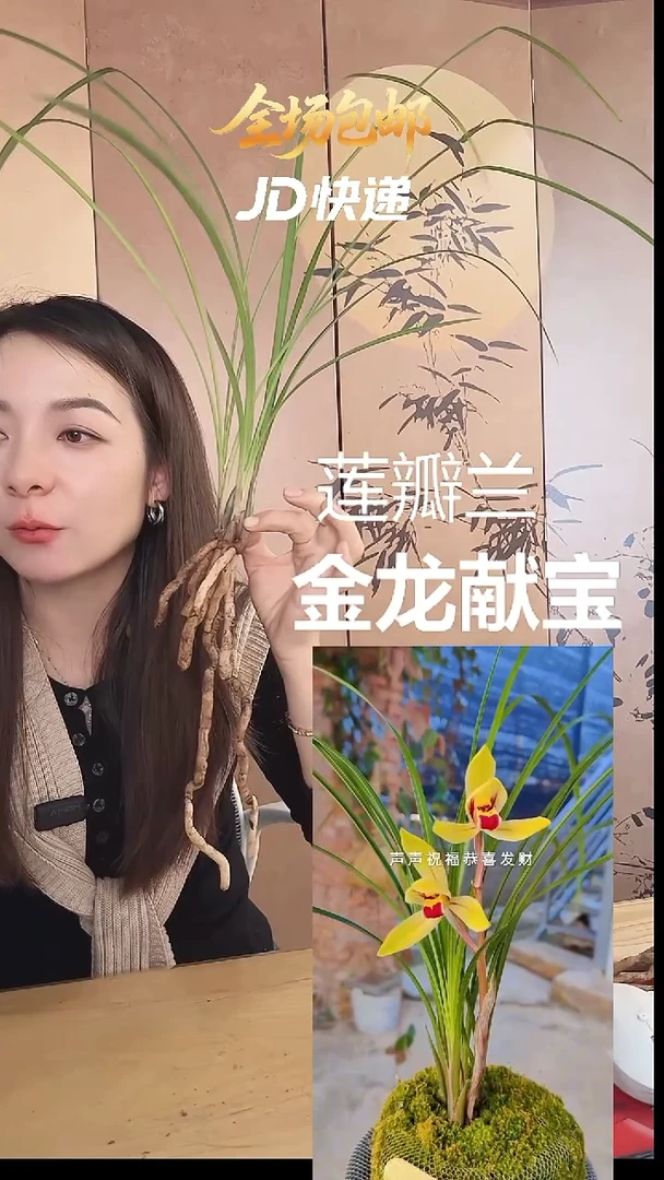 当前无花栽培后可以开花：金龙献宝