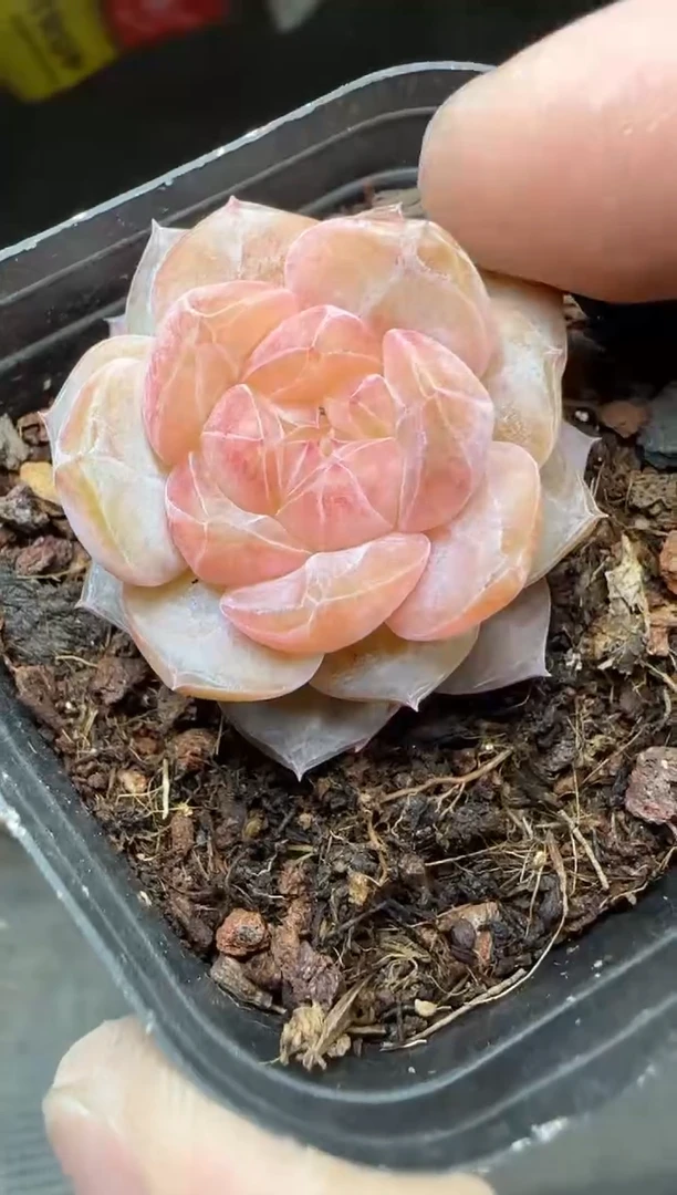 【闪购商品】一物一拍0217—71