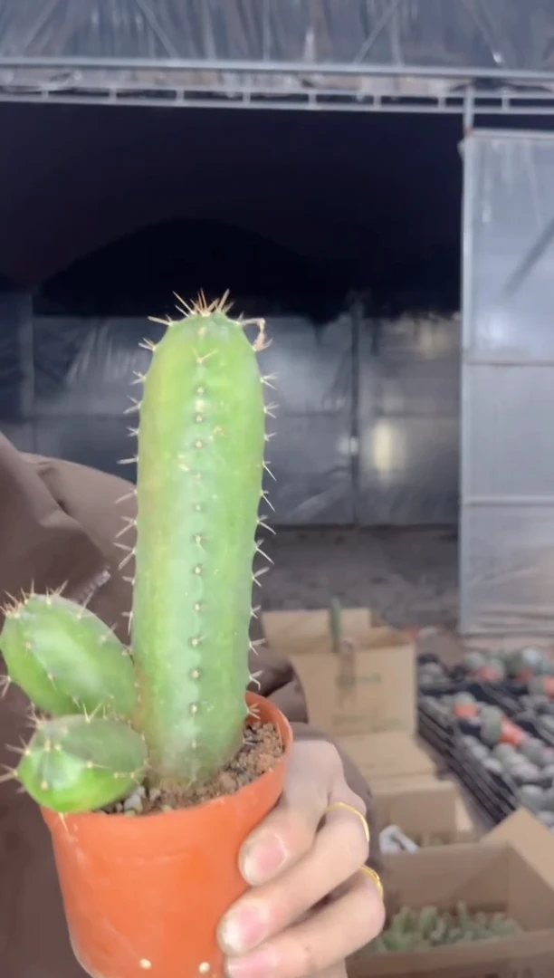 【闪购商品】宇宙殿