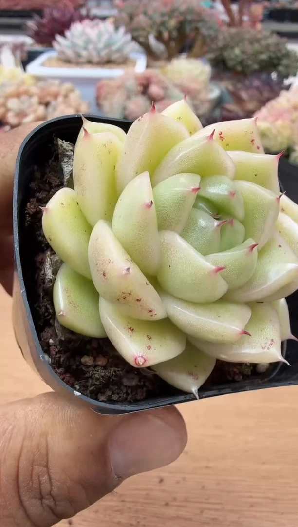 东云多肉园二店-38