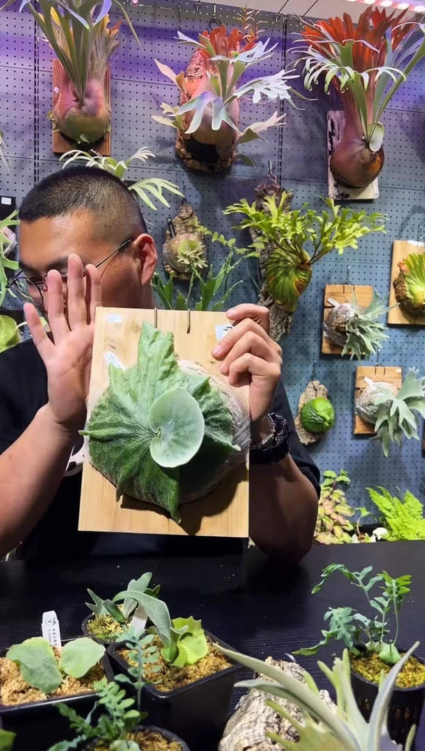 完全开放8号 板植巨大