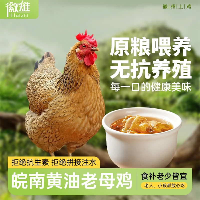 【徽雉】皖南无抗散养老母鸡谷饲喂养三年 2.3-2.5斤/只 三只装