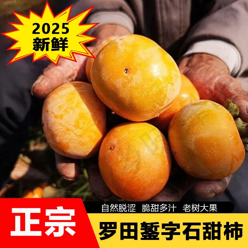 2025年湖北特产罗田甜柿之乡錾子石新鲜柿子果大籽少脆甜自然脱涩