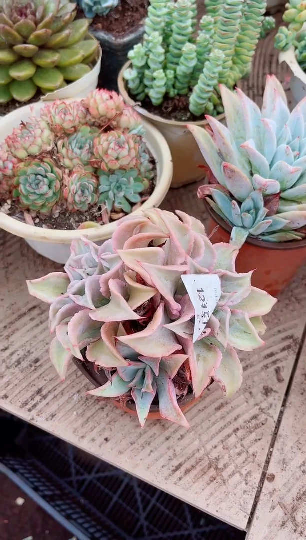 猫*12151多肉植物一物一拍吧