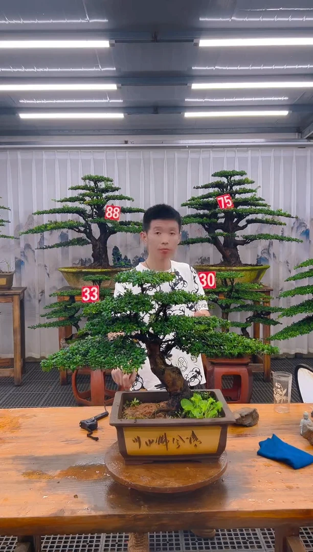 无花朵精品盆景直播间一物一拍