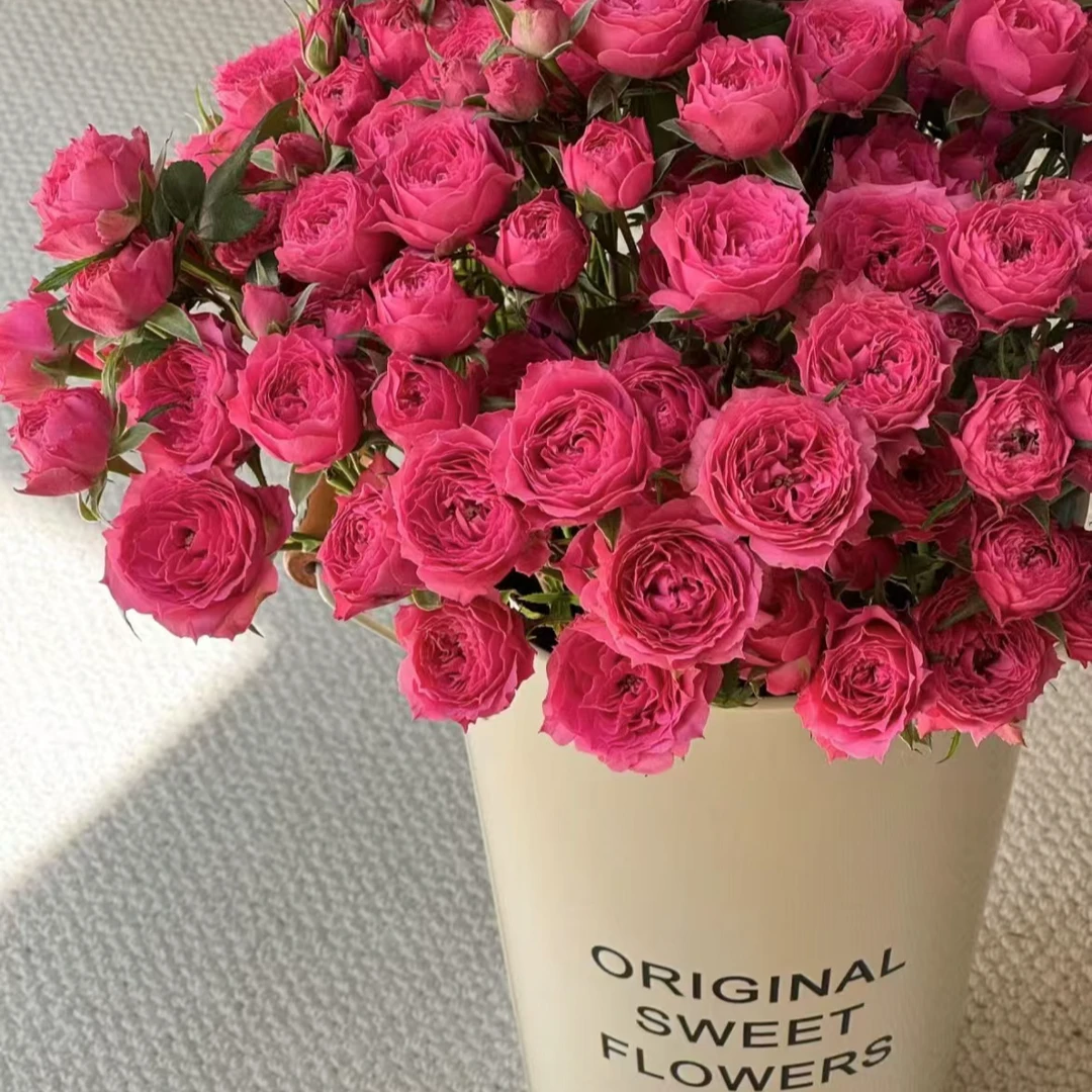 （高品质玫瑰）多头粉苏菲云南基地直发