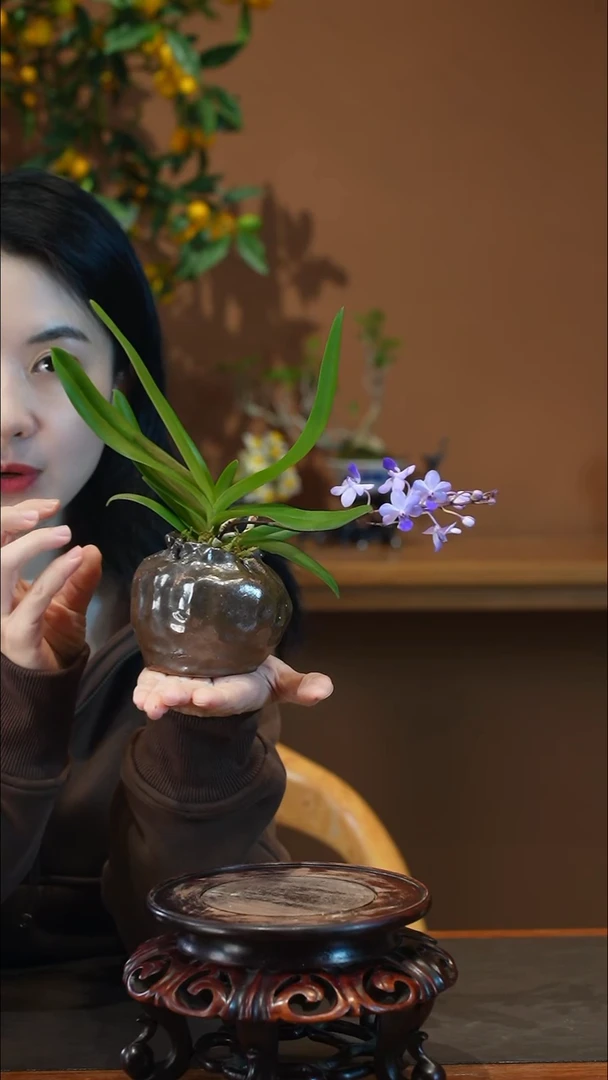 全部花朵实生盾盆景盆景