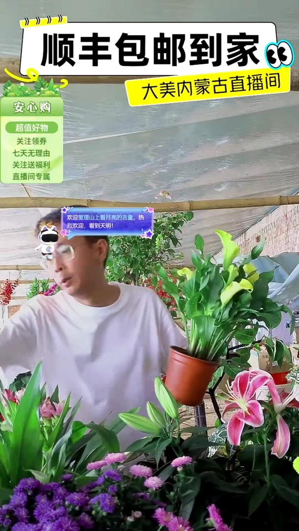 完全开放马蹄莲拍完选色