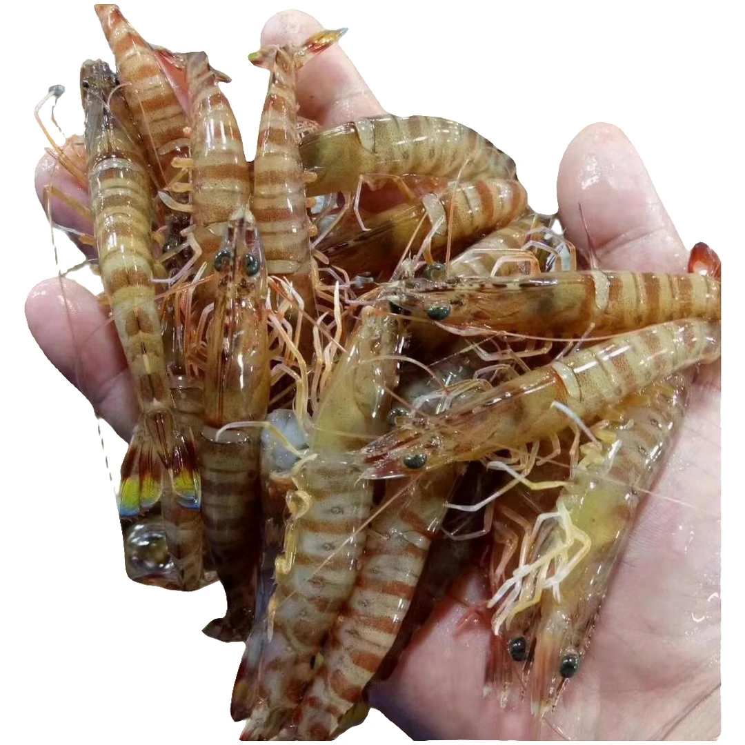 【鲜活基围虾】90%以上鲜活（每斤50只左右）充氧发货 九节虾 竹节虾 斑节虾