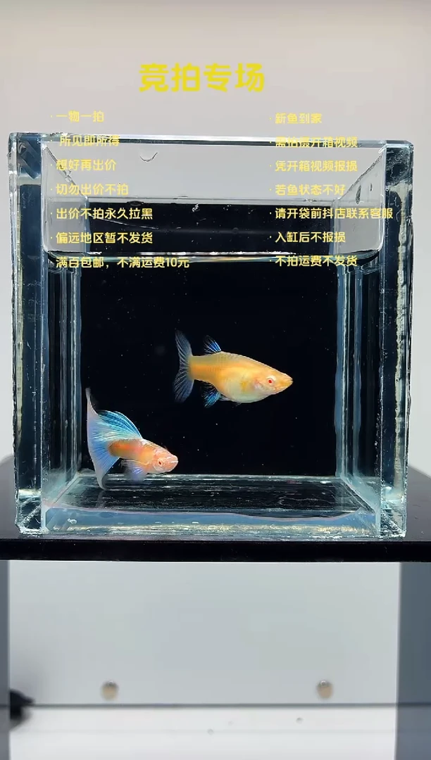 孔雀鱼蓝白欧翼一对-72