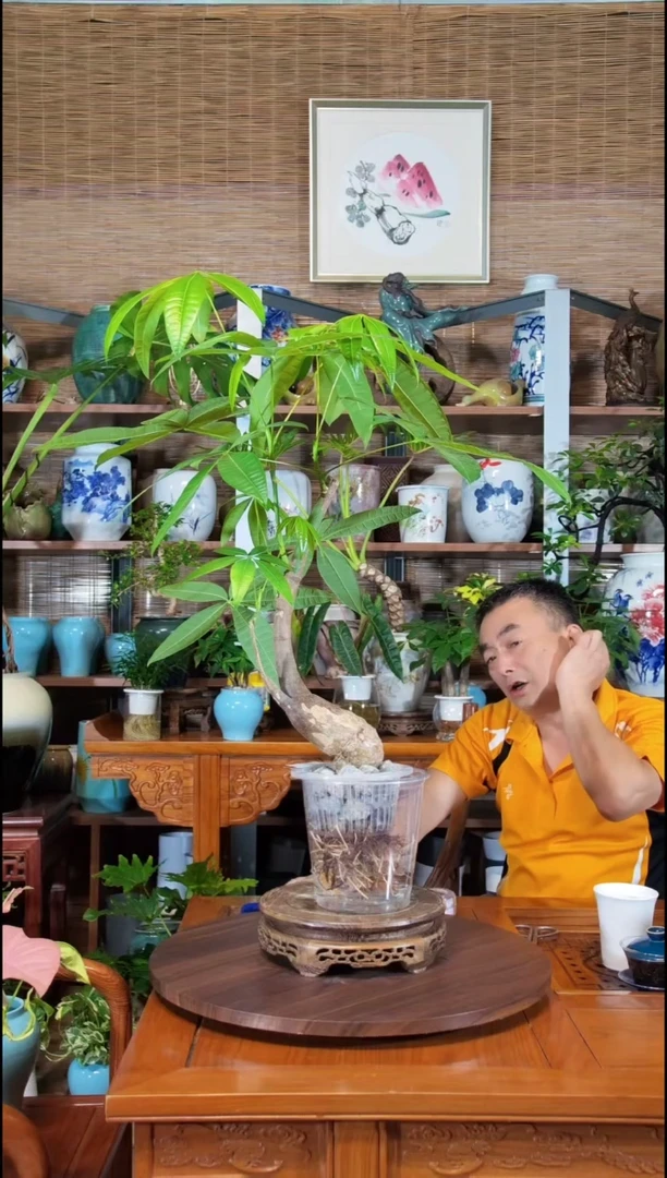 水之韵水培植物发财树明天拍图发货