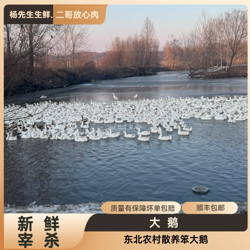 新鲜现杀散养大鹅  狮头鹅整只带内脏 活鹅上称