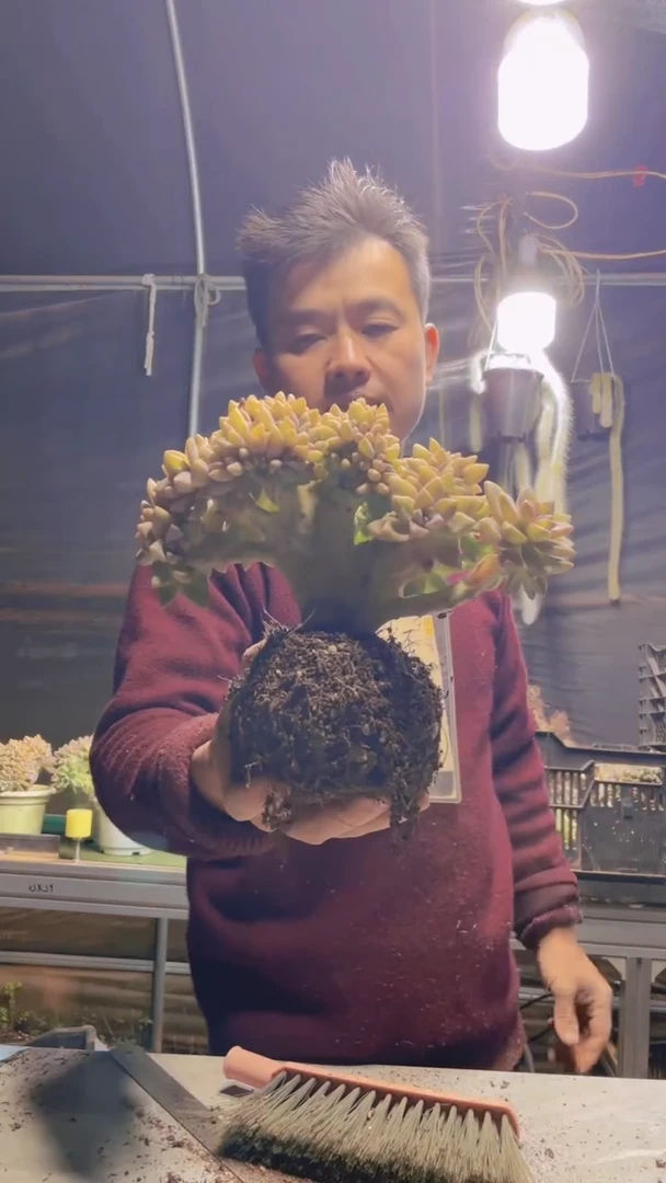 364淡雪缀化一物一拍